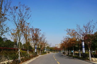 半畝方塘一鑒開，天光云影共徘徊——安徽國際商務職業學院校園綠化景觀提升工程精品賞析