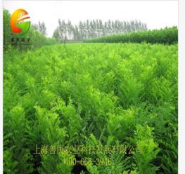 天狼網(wǎng) 一站式花卉園林采購(gòu)平臺(tái)，連接淘寶與綠化工程