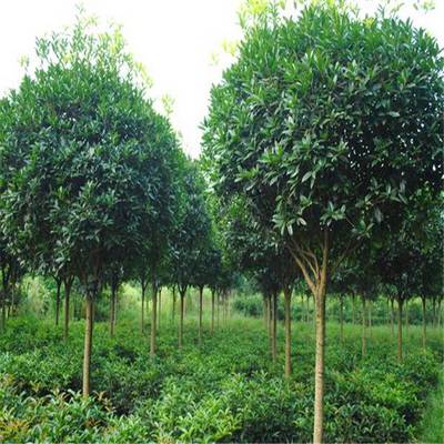 大葉女貞 綠化工程中的優選景觀樹苗