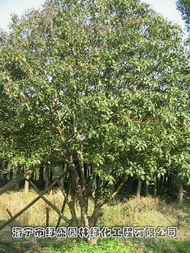 海寧市綠盛園林綠化工程 匠心筑綠，產(chǎn)品與服務(wù)的完美融合