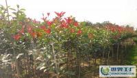 特價直銷綠化工程苗木 120公分紅葉石楠供應指南